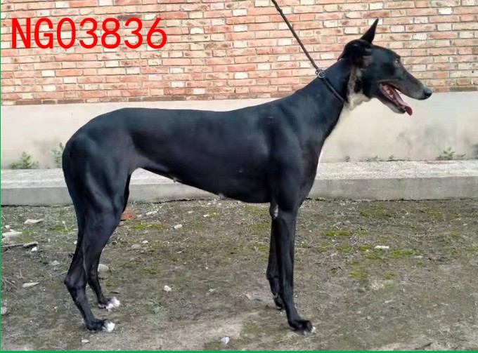 格力犬血统查询